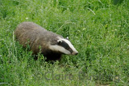 badger