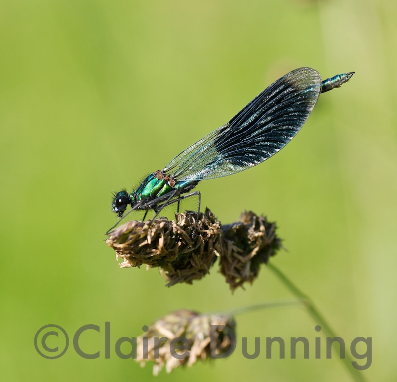 banded demoiselle