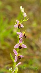 bee orchid