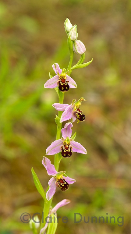 bee orchid