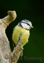 blue tit