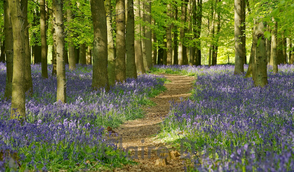 bluebell walk