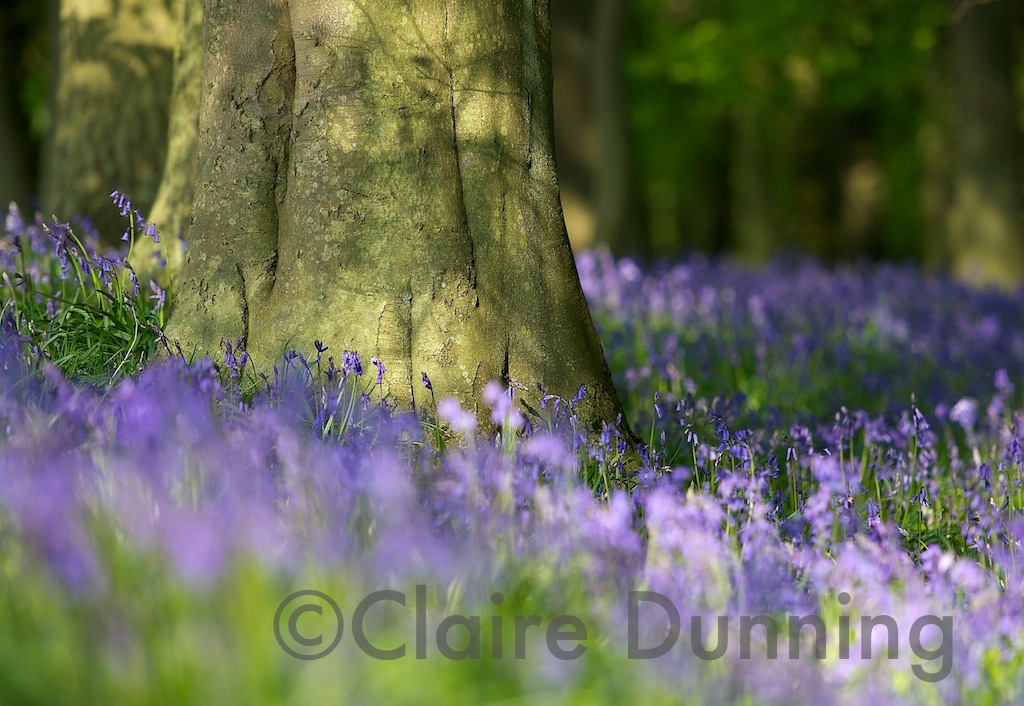 bluebell wood