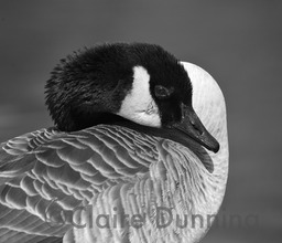 canada goose