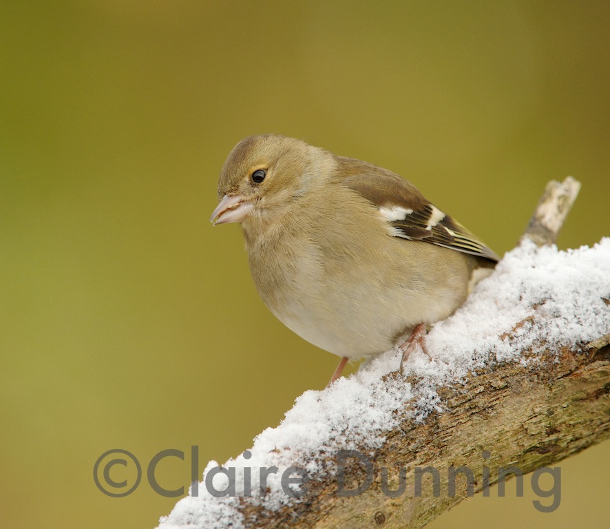 chaffinch