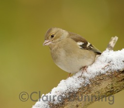 chaffinch