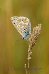 common blue