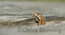 common lizzard look out