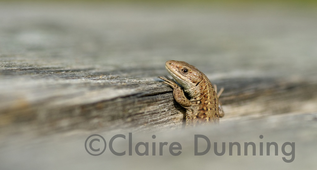 common lizzard look out