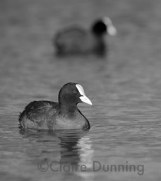 coots