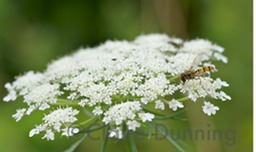 cow parsley