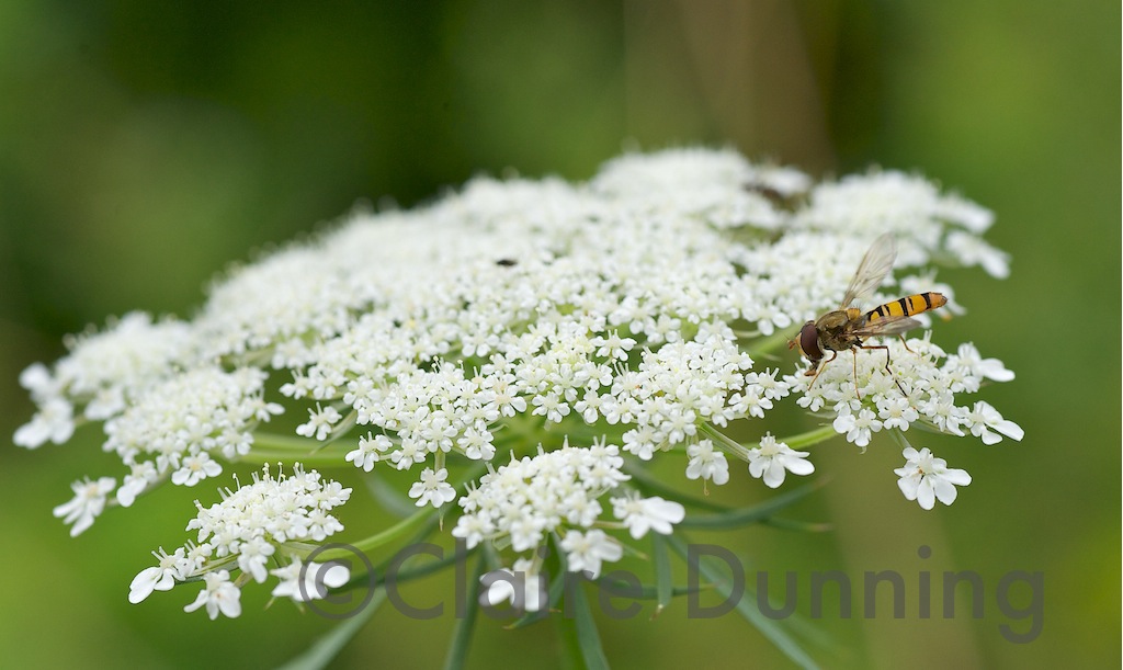 cow parsley