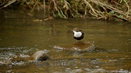 dipper on rock in river