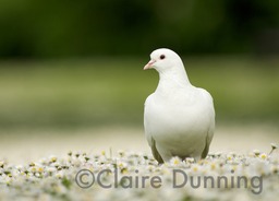 dove in daisies