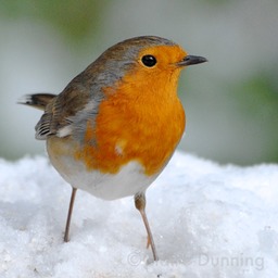 DSC 0090 2 2 - Version 4