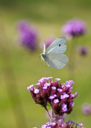 DSC_0117 - Version 3