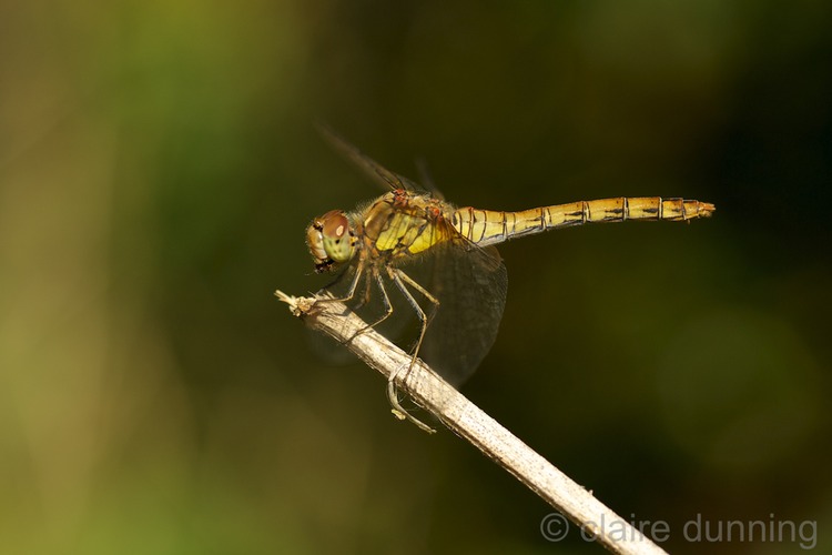 DSC_0408 - Version 2