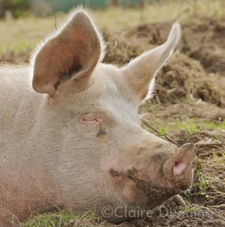 DSC 0947 2 - Version 3