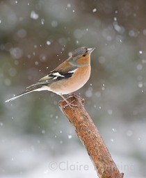 DSC 0948 - Version 3