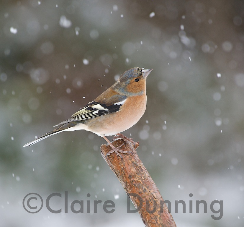 DSC_0948 - Version 2