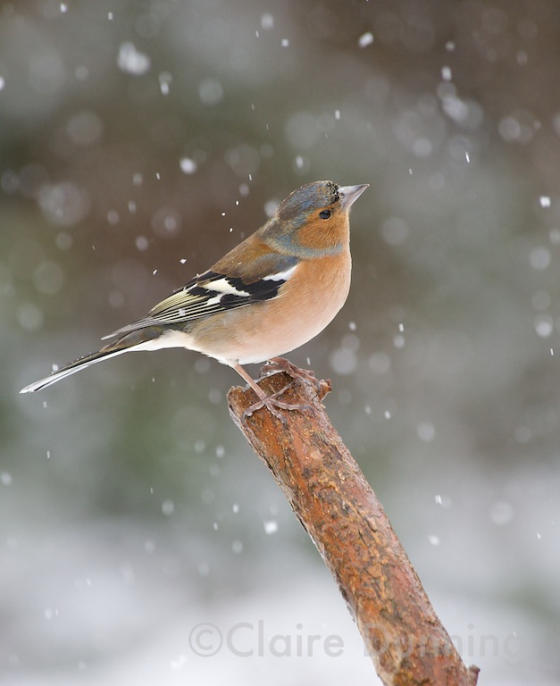 DSC 0948 - Version 3