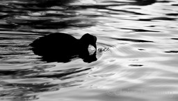 DSC 1400 - Version 3