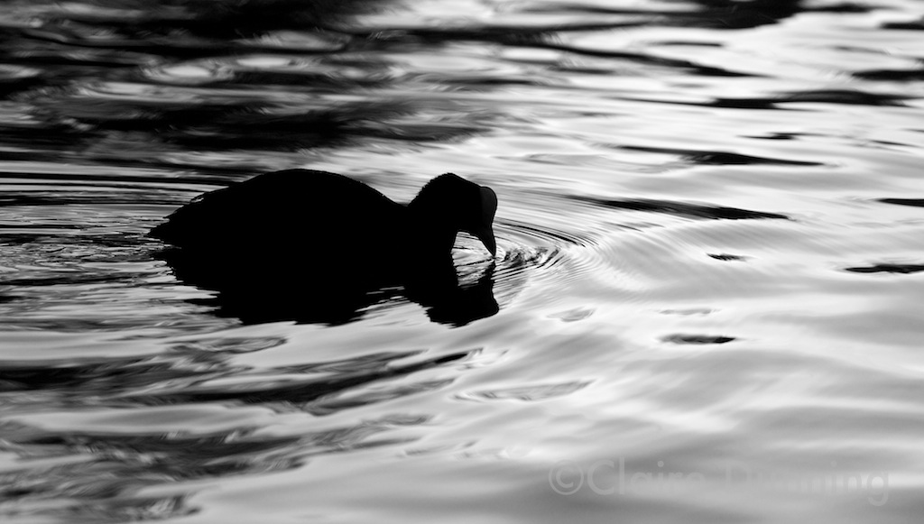 DSC 1400 - Version 3