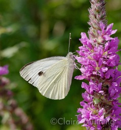 DSC 1614 - Version 2