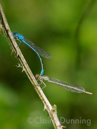 DSC 1700 - Version 2