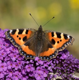 DSC 2034 - card logo