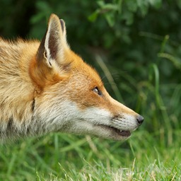 DSC 2560 - Version 4