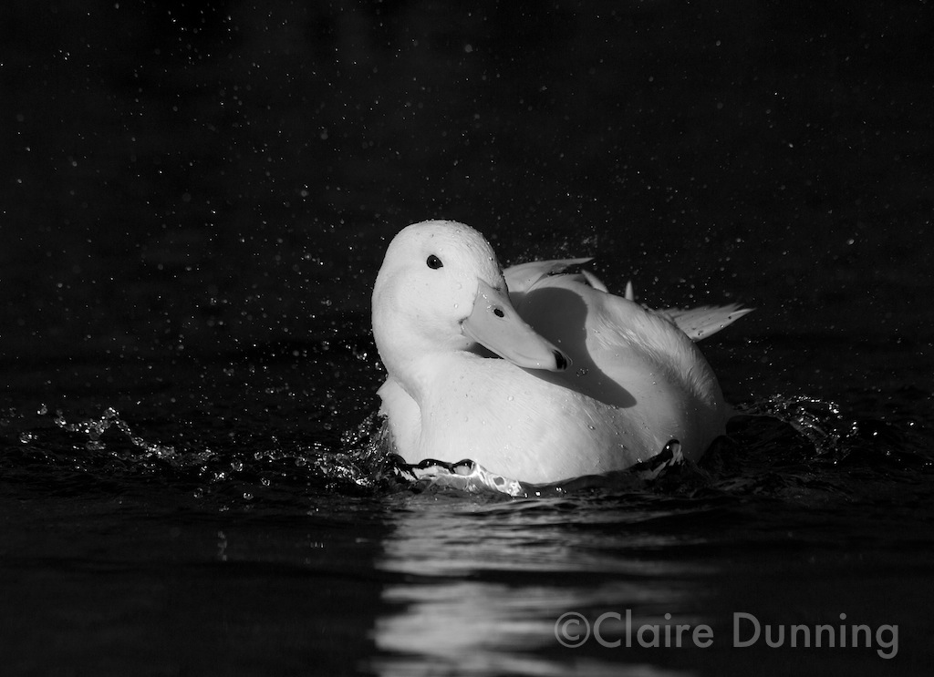 DSC 2911 - Version 2