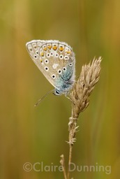 DSC 3440 - Version 2