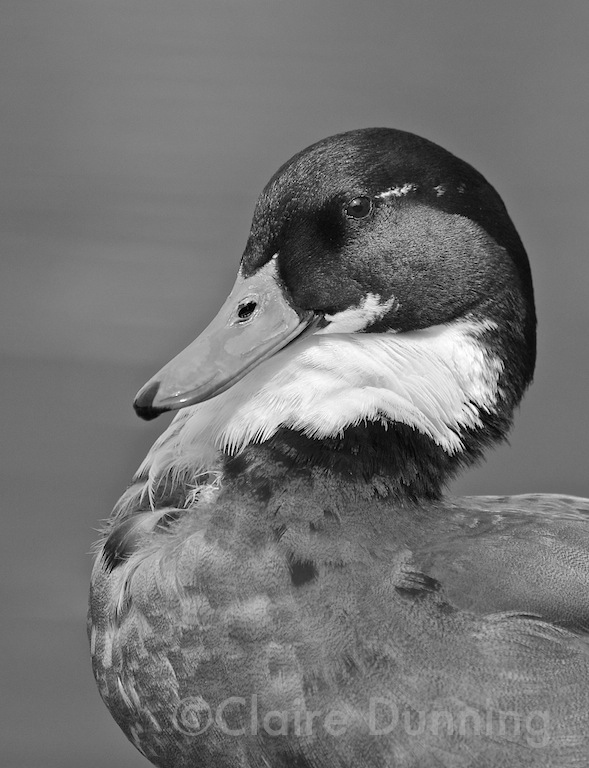 DSC 3579 - Version 3