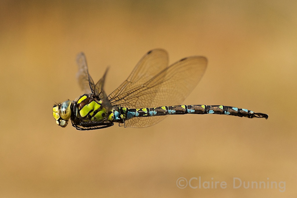 DSC 3808 - Version 6