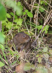 DSC_4358_watervole_c.dunning