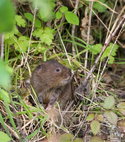DSC_4358_watervole_c.dunning