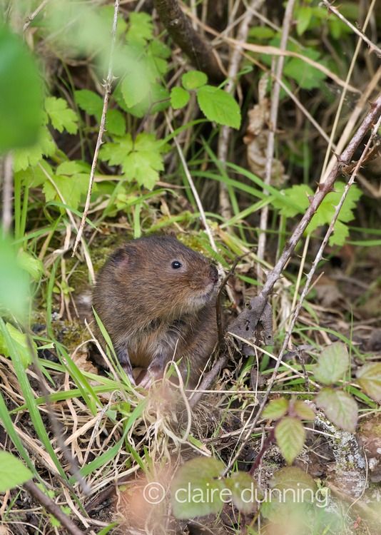 DSC_4358_watervole_c.dunning