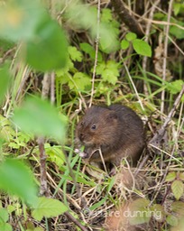 DSC_4364_watervole_c.dunning