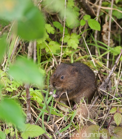 DSC_4364_watervole_c.dunning
