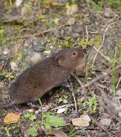 DSC_4373_watervole_c.dunning