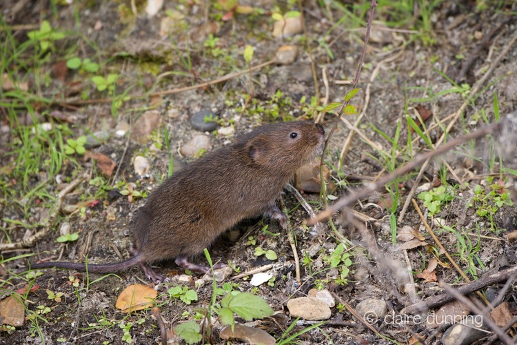 DSC_4373_watervole_c.dunning