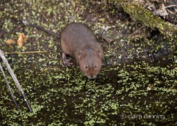 DSC_4382_watervole_c.dunning