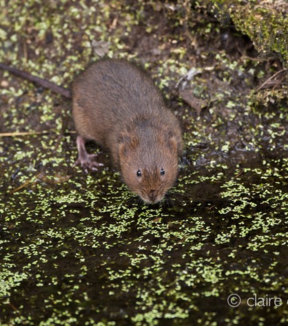 DSC_4382_watervole_c.dunning