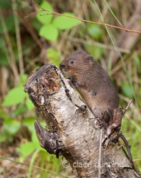 DSC_4394_watervole_c.dunning