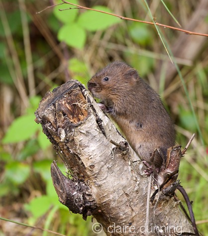 DSC_4394_watervole_c.dunning