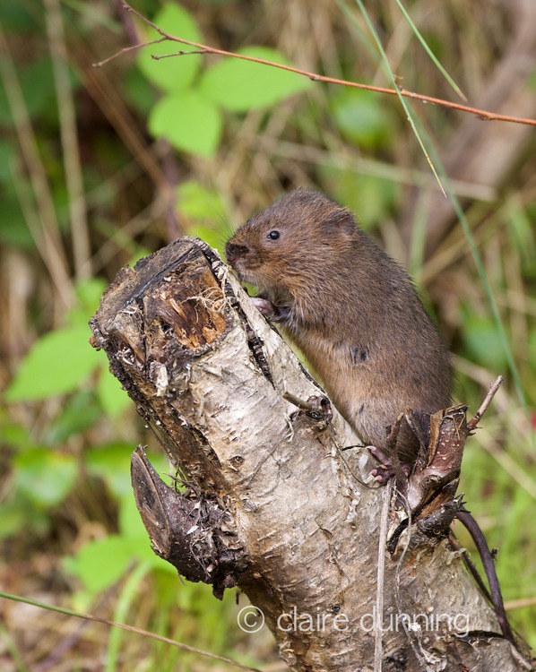 DSC_4394_watervole_c.dunning