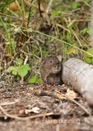 DSC_4395_watervole_c.dunning