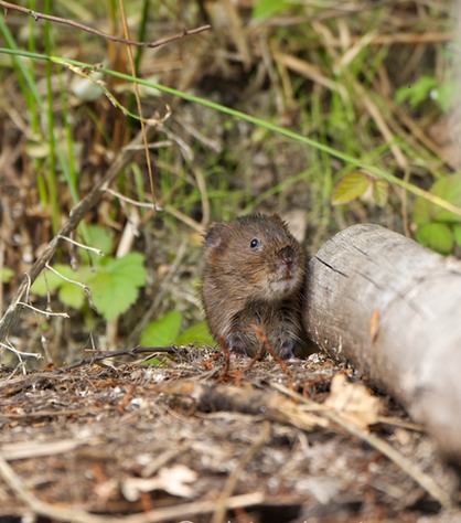 DSC_4395_watervole_c.dunning