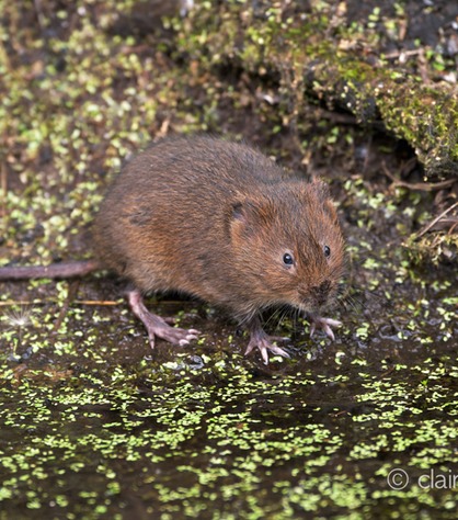 DSC_4397_watervole_c.dunning